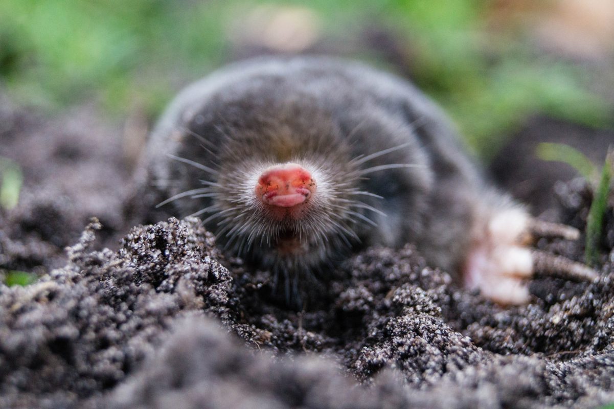 how do i get rid of moles in my yard with dogs